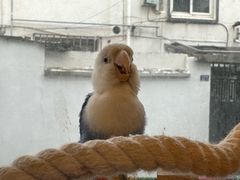 -吉丁鸟咖·异宠·寄养
