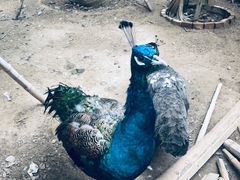 -呀路古热带植物园