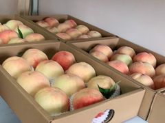 -南汇新场正宗水蜜桃采摘