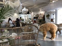 大堂-共舞时光猫咖·狗咖(新街口店)