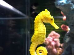 -暹罗海洋世界