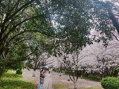 -武汉大学-樱园