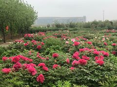 -泰山牡丹园