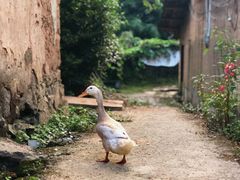 -杨家堂村