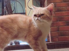 -more than meow吴止猫主题餐厅(承德 中船汇店)