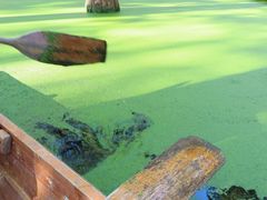 -渌洋湖湿地公园
