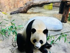 -广州长隆欢乐世界