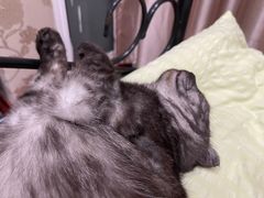 -佳雯宠物医院(四明中路分院)