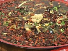来凤鱼-东吴霸王兔(松青路店)