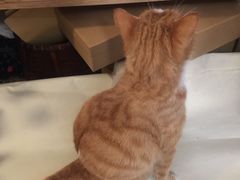 -知亘茶食