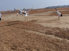 -盐城丹顶鹤湿地生态旅游区