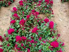 -松山湖梦幻百花洲