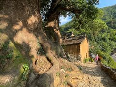 -杨家堂村