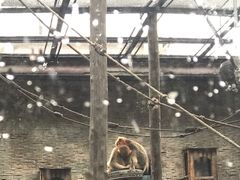 -石家庄市动物园