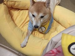 -逗柴咖啡屋·狗咖猫咖宠物桌游