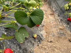 -喜杨洋草莓采摘园