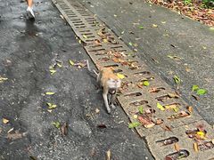 -武吉知马自然保护区