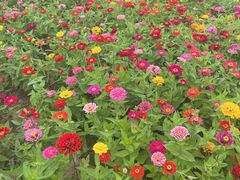 -西京湾花海