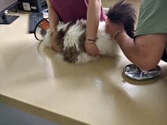 -东方动物医院·宠保定点·骨科·转诊中心(春城路·昆明站分院)