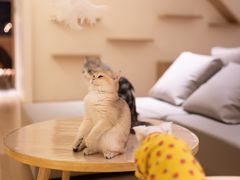 -猫腻·猫咖·撸猫馆(星光大道店)