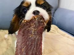 -萌宠之家·腊肠犬·马尔泰·小体犬舍