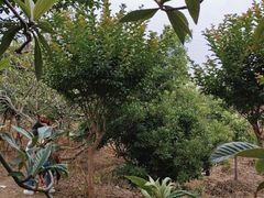 -塘栖枇杷特色园区