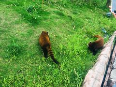 -灵玲国际马戏城