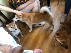 -柴犬高等学院·狗咖·柴犬售卖·宠物训练