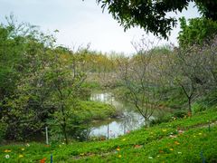 -天适樱花悠乐园