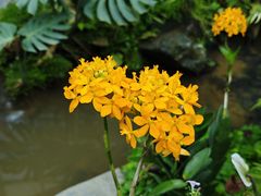 -东莞植物园