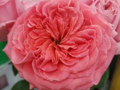 -森野花艺培训·企业团建活动沙龙