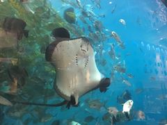 -瑞德姆美人鱼海底演艺主题餐厅(亚龙湾店)