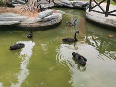 -灵玲国际马戏城