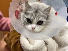 -宠福鑫动物医院(城北分院)