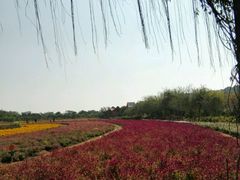 -丹樱生态园