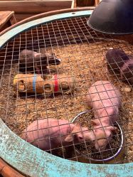 -酷嗒动物文化乐园(cutezoo西溪乐天城店)