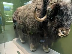 -国家自然博物馆