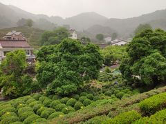 -龙井村