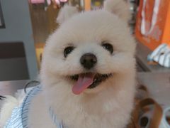 -MARSMART PETS火星宠物超市(1733店)