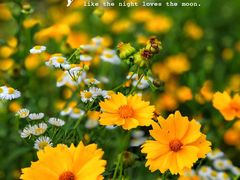 -洋湖国家湿地公园