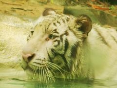 -广州长隆野生动物世界