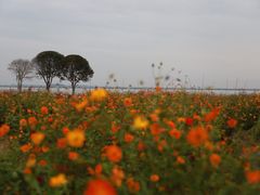 -莲花岛景区