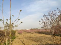 -汉长安城未央宫国家考古遗址公园