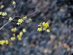 -上海孙中山故居纪念馆