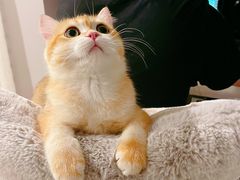 -1013 PET SHOP精品宠物商店(丁香店)