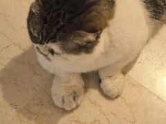 -康成宠物医院24H·CT·核磁共振