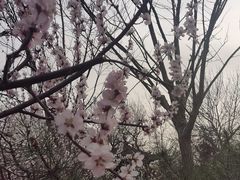 -桃花堤公园