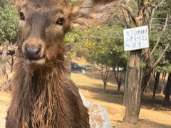 -佬钱湾仔(衣裳街店)