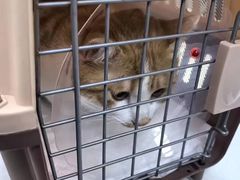 -中农国际动物医院24小时·猫科·骨科·急重症中心