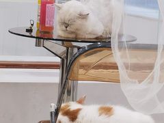 -共舞时光猫咖·狗咖(新街口店)